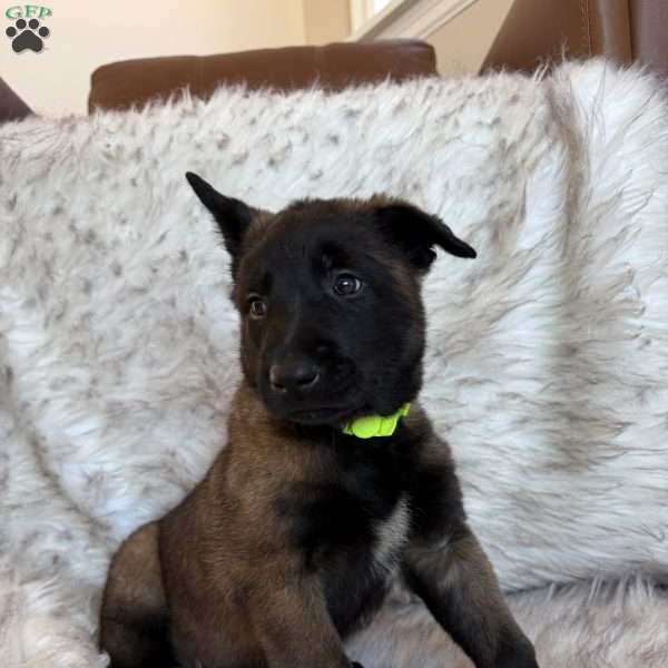 Neon Green, Belgian Malinois Puppy
